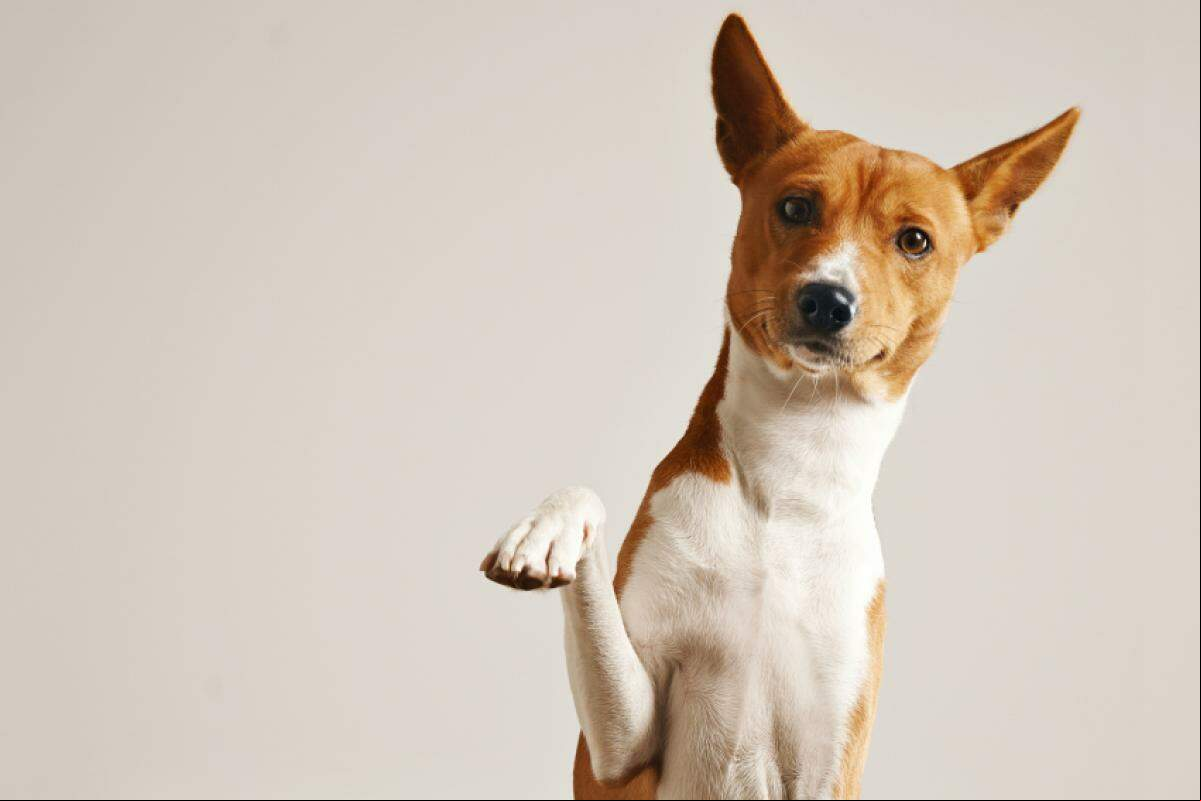 Cães e gatos podem enfrentar problemas de pele, crises alérgicas e até tosses e espirros.