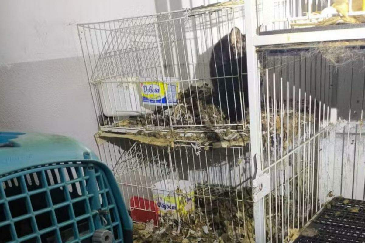 No bairro Nova Javary: uma casa abrigava 59 animais em condições de maus-tratos