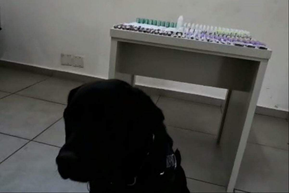 O cão farejador logo localizou as drogas escondidas