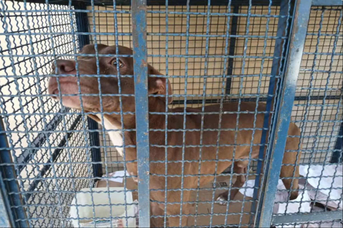Animal atacou os alunos no horário de entrada da Escola Municipal Liberdade, na zona oeste da cidade.