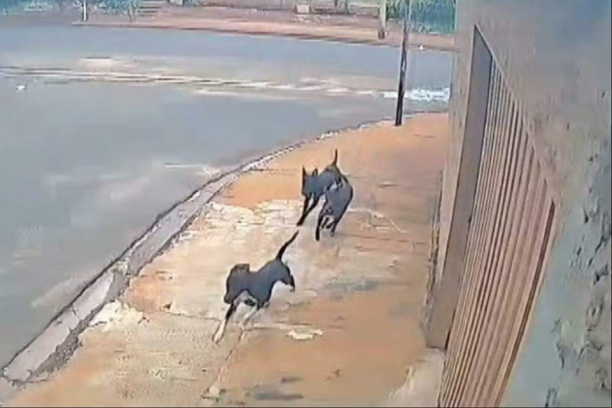 Cachorros soltos correndo para atacar um ciclista
