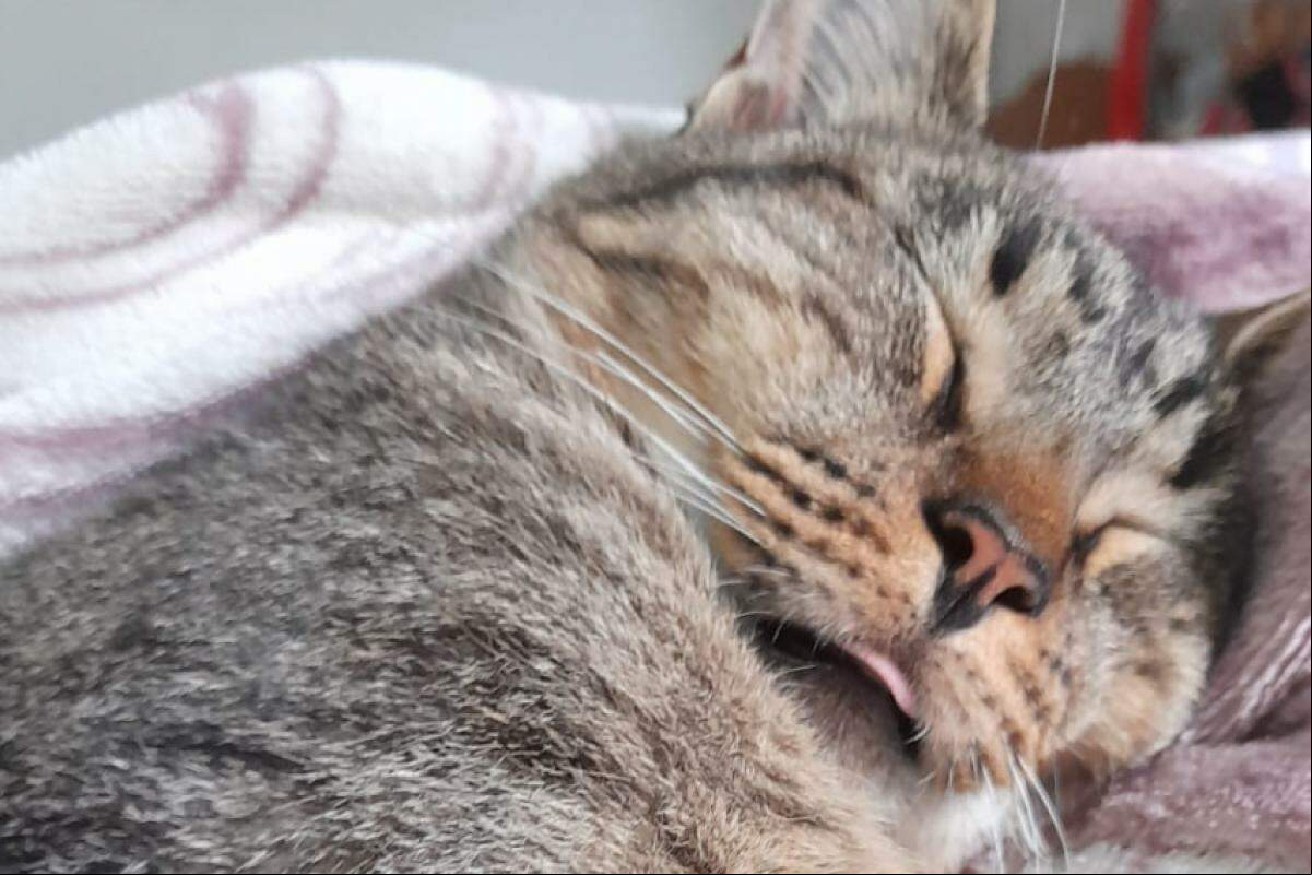 O marido de Karolayne também está desempregado atualmente, mas ela precisou levar o gato Chiquinho para a internação veterinária